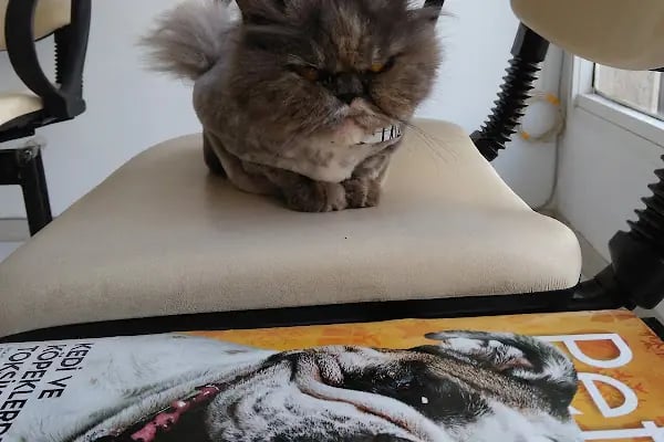 Aksoy Veteriner Kliniği - Resim 11