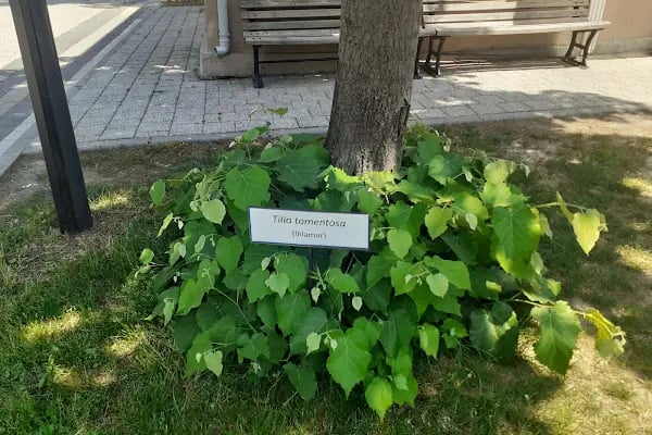 Bursa GETAT (Geleneksel ve Tamamlayıcı Tıp) Eğitim ve Uygulama Merkezi - Resim 5
