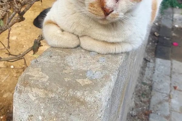 Tarihi Safranbolu Fırını (Feneryolu) - Resim 13