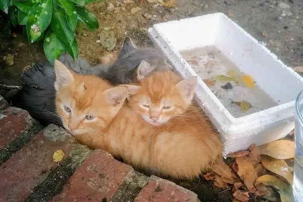 Tarihi Safranbolu Fırını (Feneryolu) - Resim 16