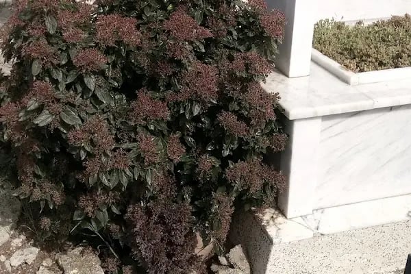 Bornova Yeni Mezarlığı - Resim 3