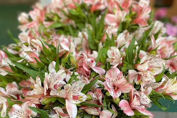 Nur Flowers Akyazı - Resim 5