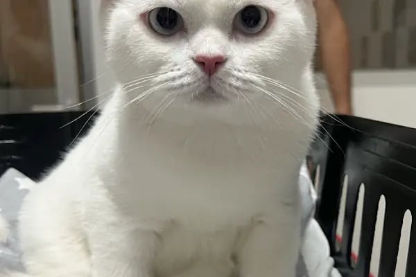 Gisa Veteriner Kliniği I Nilüfer Veteriner | Osmangazi Veteriner | Mudanya Veteriner - Resim 8