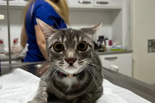 Gisa Veteriner Kliniği I Nilüfer Veteriner | Osmangazi Veteriner | Mudanya Veteriner - Resim 18