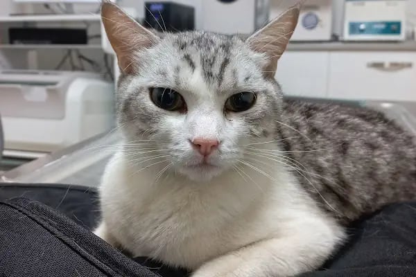 Gisa Veteriner Kliniği I Nilüfer Veteriner | Osmangazi Veteriner | Mudanya Veteriner - Resim 16
