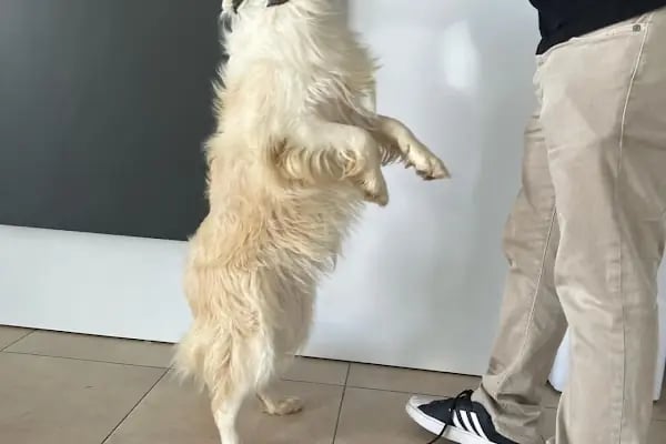 Gisa Veteriner Kliniği I Nilüfer Veteriner | Osmangazi Veteriner | Mudanya Veteriner - Resim 12