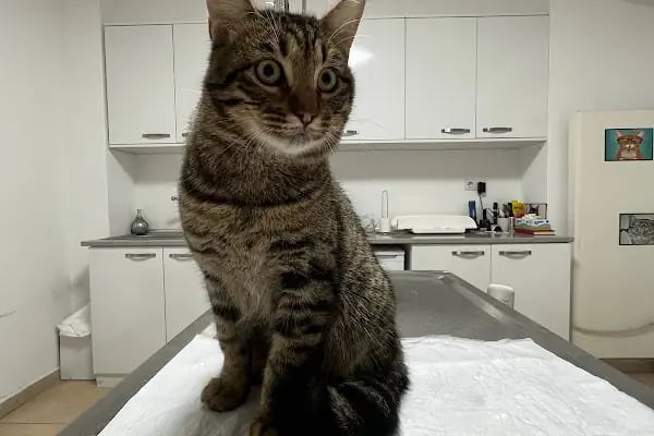 Gisa Veteriner Kliniği I Nilüfer Veteriner | Osmangazi Veteriner | Mudanya Veteriner - Resim 19