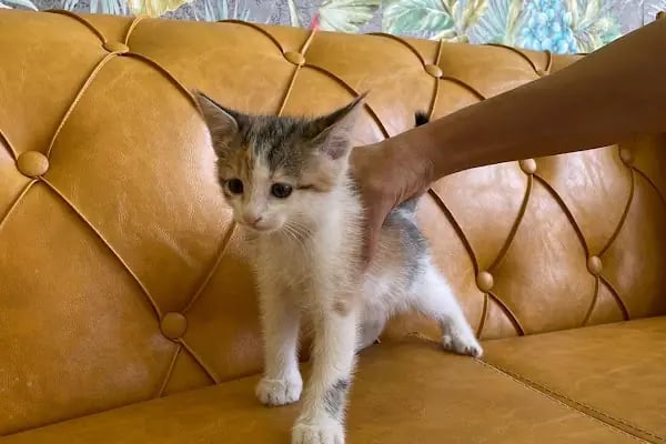 Gisa Veteriner Kliniği I Nilüfer Veteriner | Osmangazi Veteriner | Mudanya Veteriner - Resim 9