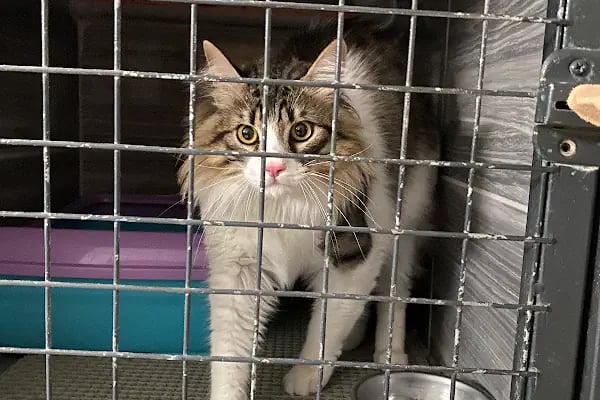 Gisa Veteriner Kliniği I Nilüfer Veteriner | Osmangazi Veteriner | Mudanya Veteriner - Resim 10