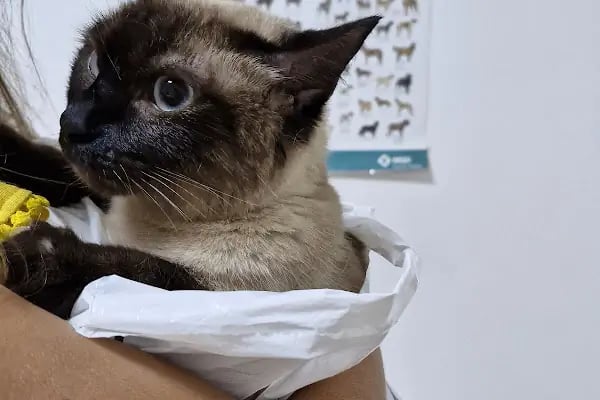 Gisa Veteriner Kliniği I Nilüfer Veteriner | Osmangazi Veteriner | Mudanya Veteriner - Resim 17
