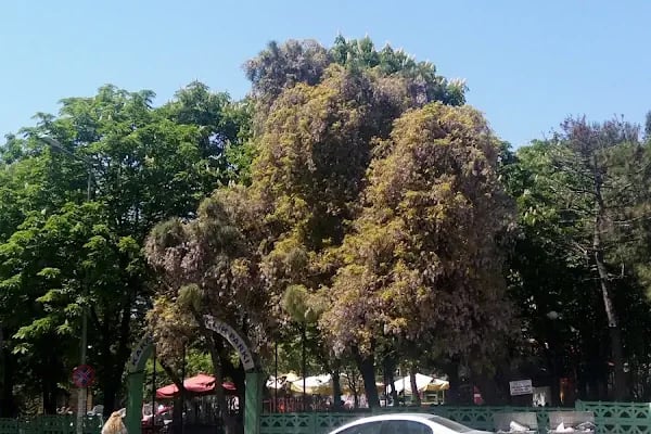 Muhsin Yazıcıoğlu Gençlik Parkı - Resim 6
