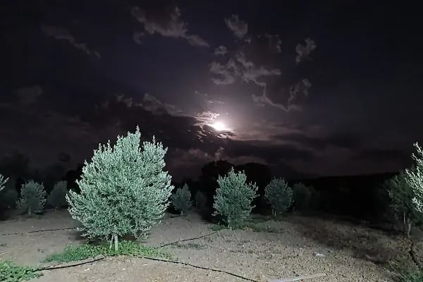 BAHÇE BADE - Resim 6