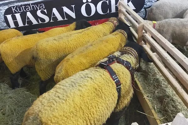 Alanyurt Kapalı Pazar Alanı - Resim 9