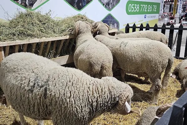 Alanyurt Kapalı Pazar Alanı - Resim 3