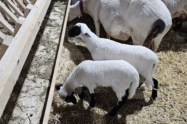 Alanyurt Kapalı Pazar Alanı - Resim 12