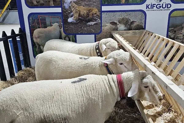Alanyurt Kapalı Pazar Alanı - Resim 6