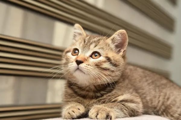 Keçiören Patiska Veteriner Kliniği - Resim 5
