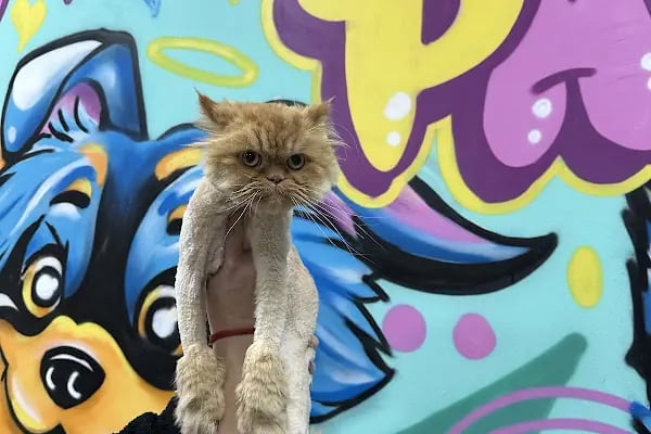 Keçiören Patiska Veteriner Kliniği - Resim 16