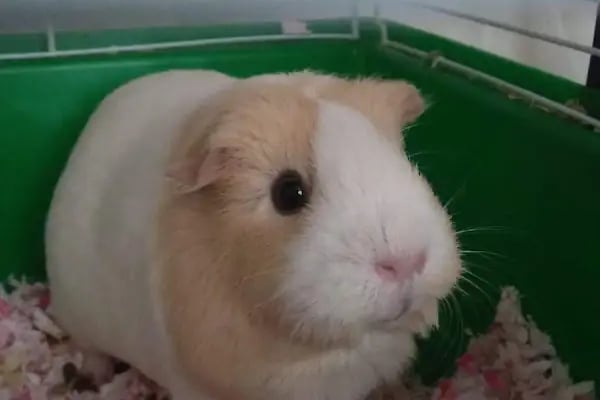 Keçiören Patiska Veteriner Kliniği - Resim 19