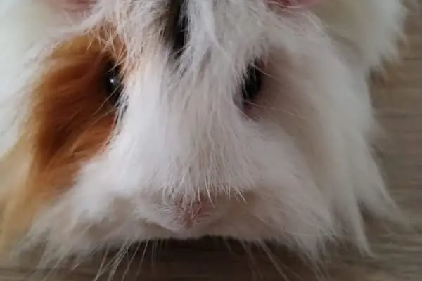 Keçiören Patiska Veteriner Kliniği - Resim 13