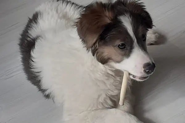 Keçiören Patiska Veteriner Kliniği - Resim 18