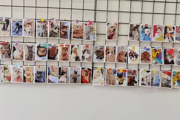 Keçiören Patiska Veteriner Kliniği - Resim 9