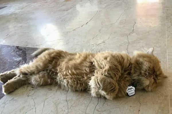 Keçiören Patiska Veteriner Kliniği - Resim 7