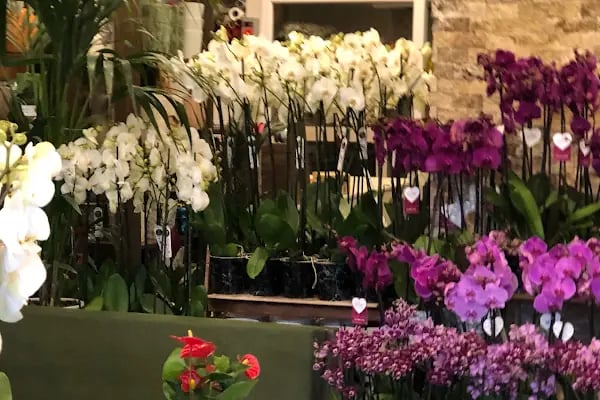 Aliağa Çiçek Market - Resim 3