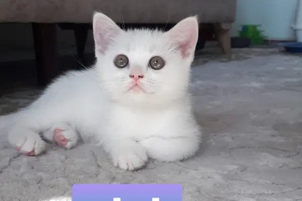 Yavuz Pet Shop - Resim 8