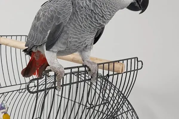 Yavuz Pet Shop - Resim 7