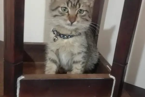 Servet Veteriner Kliniği - Resim 4