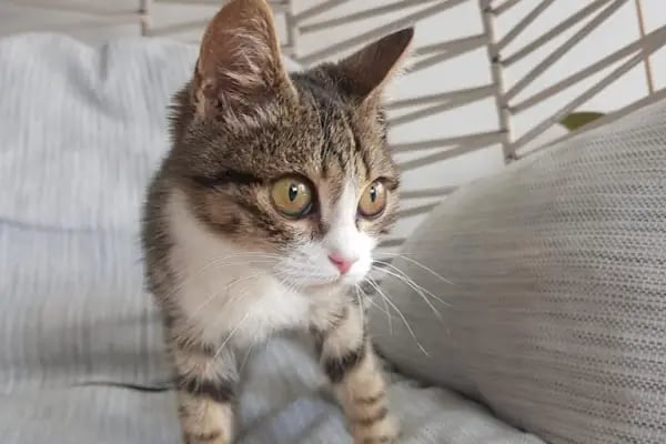 SO PATİ Veteriner Kliniği - Resim 14