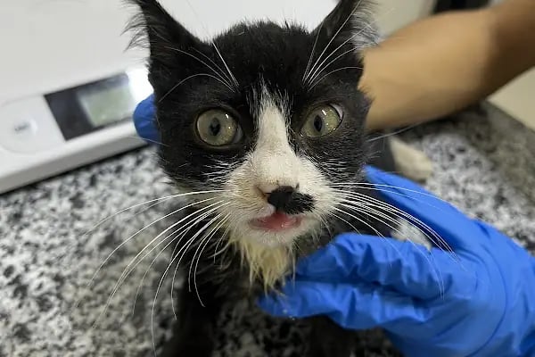 Mersin Doğukan Yalım Veteriner Kliniği - Resim 17
