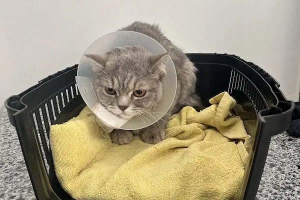 Mersin Doğukan Yalım Veteriner Kliniği - Resim 5