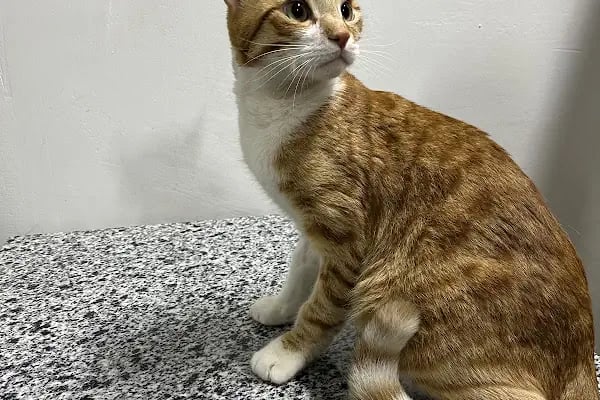 Mersin Doğukan Yalım Veteriner Kliniği - Resim 2