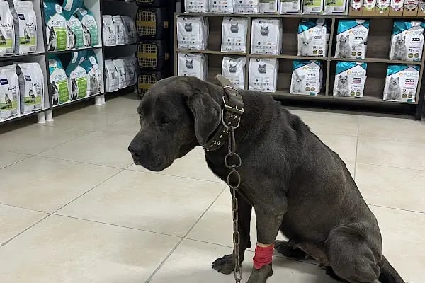 Mersin Doğukan Yalım Veteriner Kliniği - Resim 11