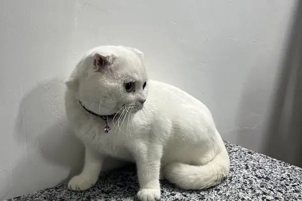 Mersin Doğukan Yalım Veteriner Kliniği - Resim 4