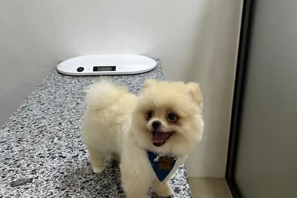 Mersin Doğukan Yalım Veteriner Kliniği - Resim 3