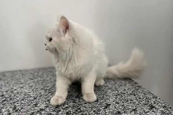 Mersin Doğukan Yalım Veteriner Kliniği - Resim 7