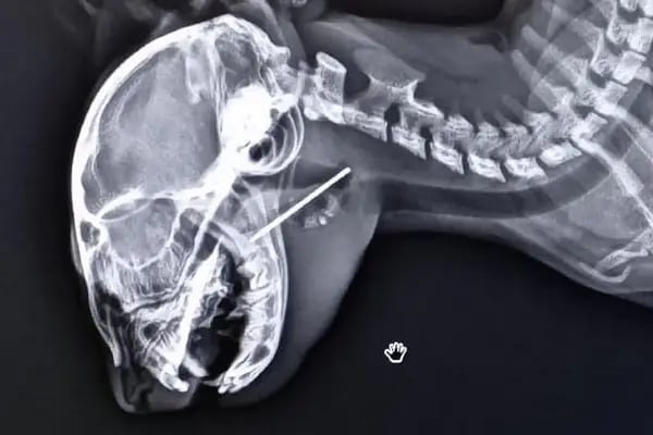Petinyum Veteriner Kliniği - Resim 13