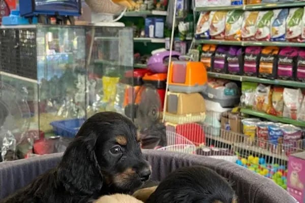 Deniz pet center - Resim 3