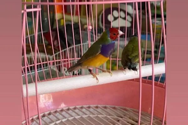 Deniz pet center - Resim 10