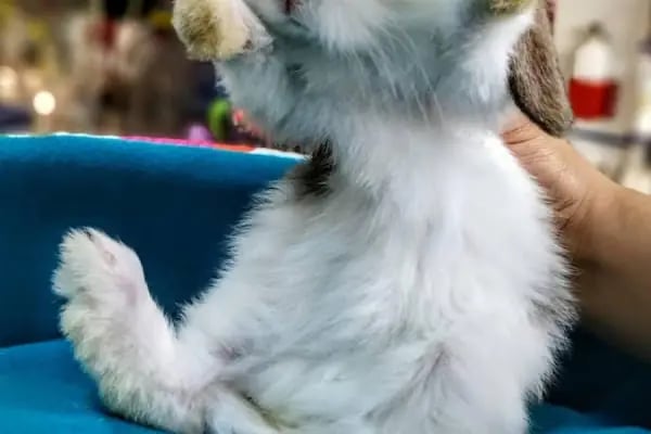 Deniz pet center - Resim 19