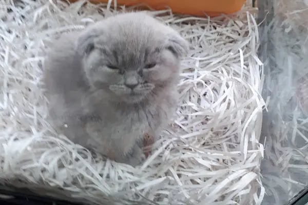 Deniz pet center - Resim 9