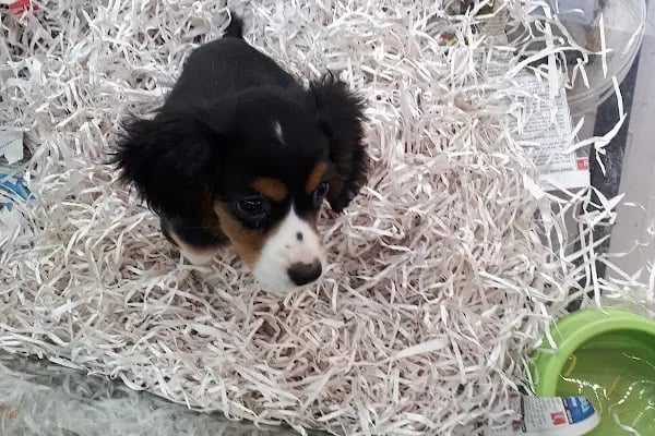 Deniz pet center - Resim 20