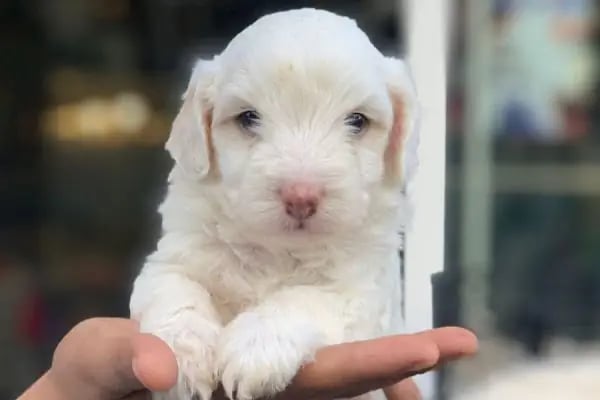 Deniz pet center - Resim 16