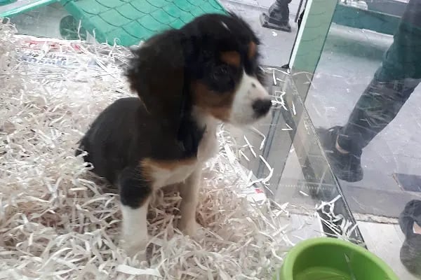 Deniz pet center - Resim 18