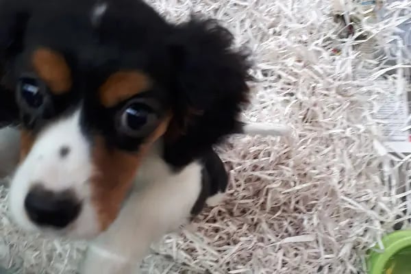 Deniz pet center - Resim 17
