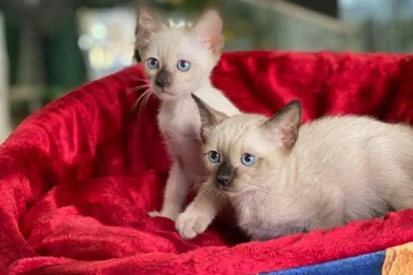 Deniz pet center - Resim 7