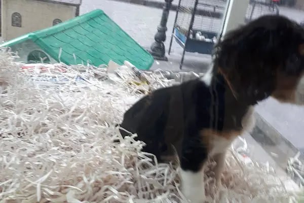 Deniz pet center - Resim 1